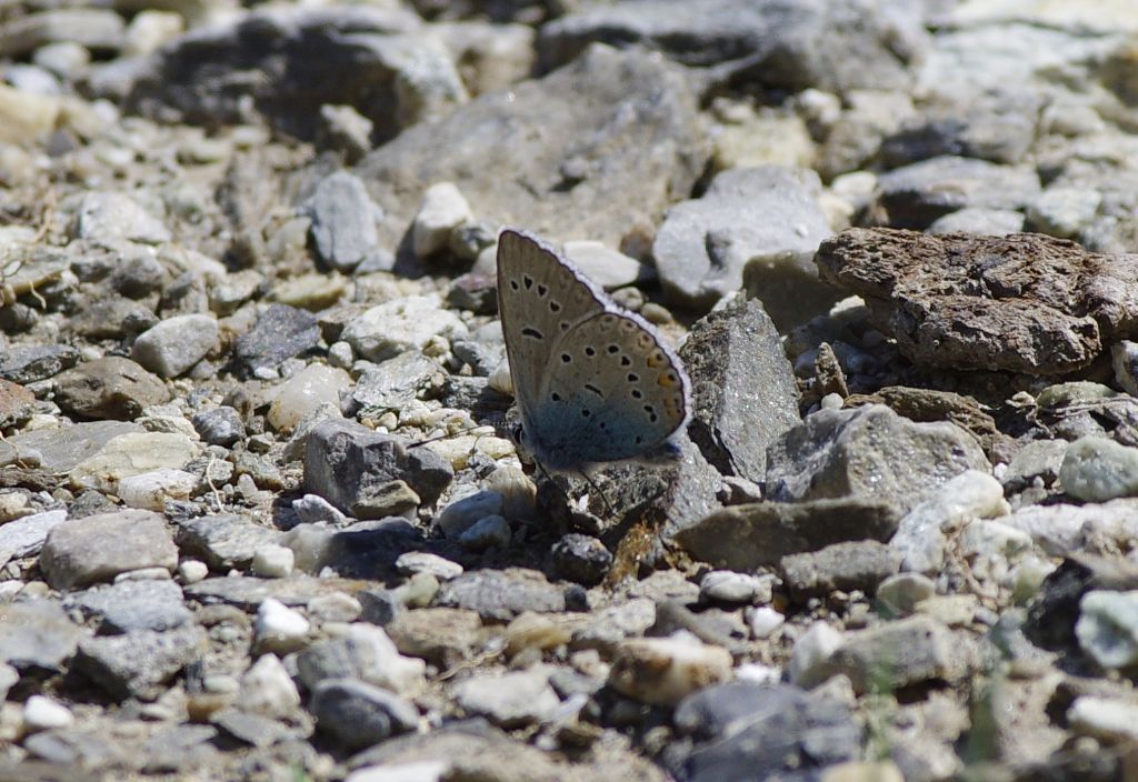 Polyommatus thersites?... Polyommatus sp. ...